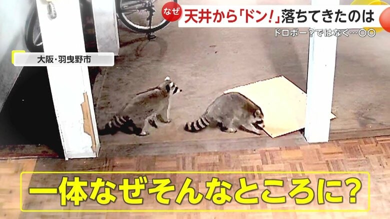 柱の陰に隠れてキョロキョロとし、ぼうぜんとしている2匹