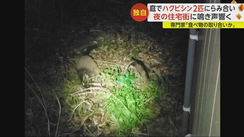 ハクビシン同士の“けんか”の様子