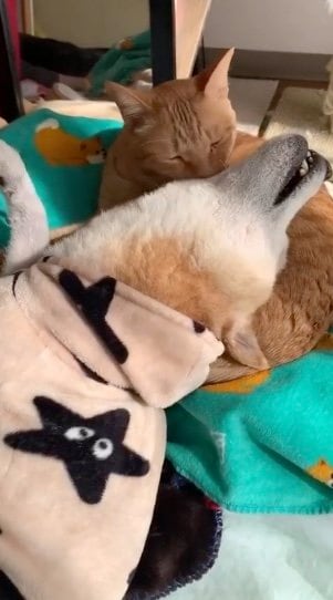 エンくんがシニアになってからのちまきくん（提供：エンとちぃさん）