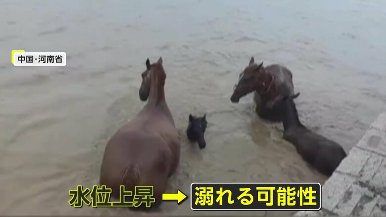 いまにも溺れそうな子馬（中国SNSより）