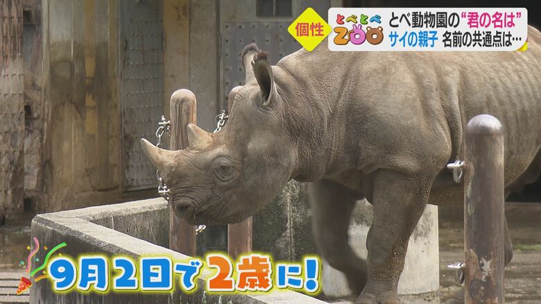 2歳になったクロサイのフー君