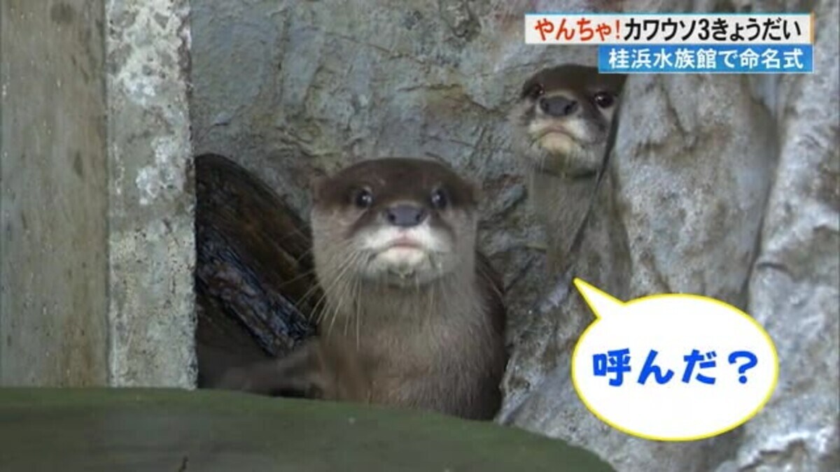 おばはんカワウソ桂浜水族館 - キャラクターグッズ