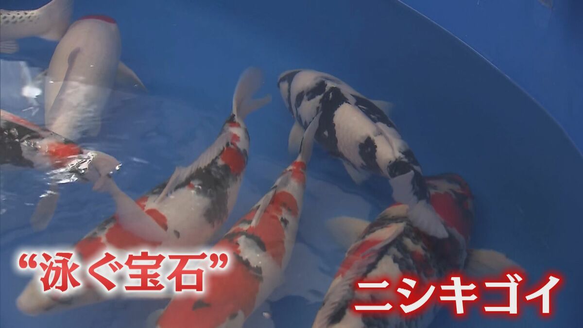 落札額130万円も…“泳ぐ宝石”ニシキゴイが高値で取引 円安受け海外で