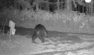 【ヒグマ速報】札幌市豊平区でクマ1頭を箱わなで捕獲し駆除…5月から断続的に出没の個体か＿新たに別の1頭も確認され警戒続く＜北海道札幌市＞