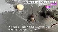 強い毒を持つ特定外来生物『セアカゴケグモ』岐阜県庁前の公園で見つかる メス5匹と卵のう6個でその場で殺処分
