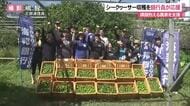シークヮーサー収穫で農家応援 銀行員がお手伝い農業体験