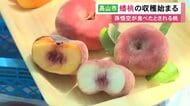 「西遊記」で孫悟空が食べたと伝わる…珍しい桃『蟠桃』の収穫始まる 糖度は16～17度と甘く 岐阜県高山市