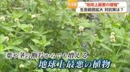 「地球上最悪の植物」が拡大　佐賀市の水路覆う外来水草に新たな対抗策【佐賀県】