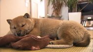 かわいすぎる山陰柴犬!SNSで拡散
