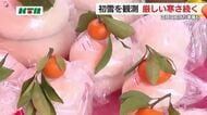 「初雪」も観測する寒さの中で正月用の買い物客で賑わい トマトや葉物の値が落ち着く一方で…