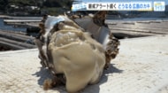 【牡蠣（カキ）】「厳戒アラート」続く　大量死リスクにもがく生産者、冷凍拡充で活路を切り開く加工会社を追跡　【広島発】