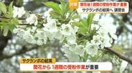 サクランボ結実には開花から1週間以内の作業が特に重要　まんべんなく花粉をつける・3回以上受粉　山形