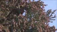 本格飛散も近い！？花粉の見張り番登場　いわき市では花粉症の相談増え始める　早期受診と対策よびかけ