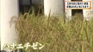 早くも稲刈り始まる　徳島・阿南市で「ハナエチゼン」収穫