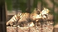 全面解除で動物園に家族連れ 北海道