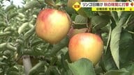 連日の猛暑・強すぎる日差しが秋の味覚に打撃…特産リンゴの「日焼け」深刻で出荷量半減【山形発】