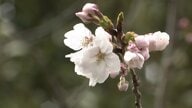 東京の桜「満開」を発表　去年比2日早く平年比3日早い　“靖国神社”で東京管区気象台職員が確認