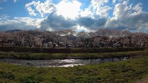 150本が満開! 美しい800mの桜並木 大船渡の隠れた名所でも見頃【岩手発】