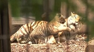 全面解除で動物園に家族連れ 北海道