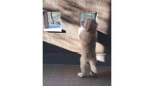 こんなに大きくなりました!ベランダの穴から外を見るゴールデンレトリバーの“成長記録”が微笑ましい