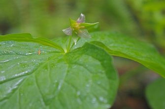 濡れると透明になる花 サンカヨウ が神秘的 なぜ白から変化 2つの植物園に聞いた