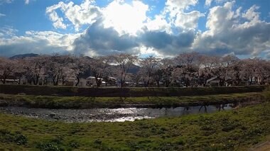 150本が満開! 美しい800mの桜並木 大船渡の隠れた名所でも見頃【岩手発】