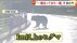 【独自】「一難去ってまた一難」走行中にヒグマ飛び出し…避けたら目…