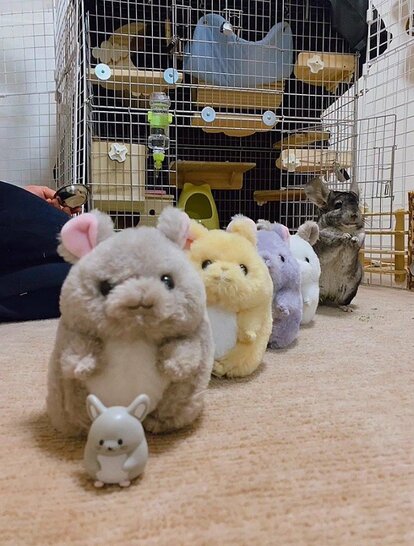 ちんちらバスケットちい様