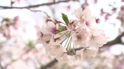 【速報】サクラ「満開宣言」 平年より４日早く　花見は今週末にかけて見ごろ続く　広島地方気象台