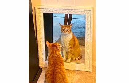 自分の姿にウットリ？処分予定で置いた鏡を気に入った愛猫に「もうこれは絵画」… 鏡はどうしたのか飼い主に聞いた