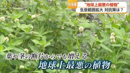 「地球上最悪の植物」が拡大　佐賀市の水路覆う外来水草に新たな対抗策【佐賀県】
