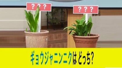 「美味しいギョウジャニンニク」と「有毒イヌサフラン」の見分け方は？食べると死亡…過去10年で“誤食が最多”の観賞用植物『茎の色』＆『におい』の2つで事前にしっかり確認を！〈北海道〉