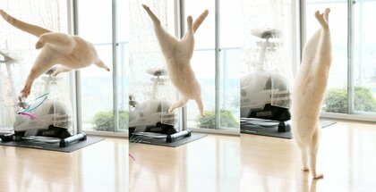 “背筋ピーン”の完璧な「逆立ち」を決める猫が話題…他にもいろんなポーズができる“忍者猫”だった