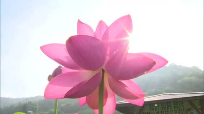 道の駅近くで地元の有志が育てた約2万株のハスの花が見ごろ…７月末まで楽しめます【岡山・久米南町】