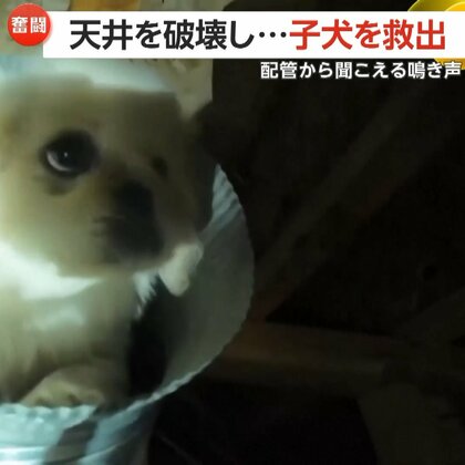 「くぅ～～～ん」配管から聞こえる“おびえた”声　生後3カ月の子犬が換気口に落下　救助隊が3時間かけ救出　アメリカ
