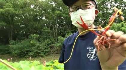 1日で356匹の釣果…古代ハス守るため、外来種のザリガニを「釣って駆除」【島根発】