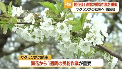サクランボ結実には開花から1週間以内の作業が特に重要　まんべんなく花粉をつける・3回以上受粉　山形