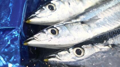 【早くも秋の味覚】サンマ水揚げ日本一の港から出漁 家族から「頑張って」と声援…しかし来遊量は過去最低の予測 魚体も小ぶりで価格はどうなる…かつては豊漁で“1匹2円”の時代も