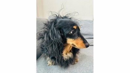 「すごいな、おい」パーマをかけたような愛犬の“おしゃれ寝癖”が芸術的…“天パ”なのか普段の姿も見せてもらった