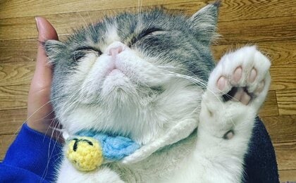 「猫の肉球で性格が分かるのか」小4娘の疑問に1930件の“肉球情報”がSNSに集結！飼い猫に当てはまったのか聞いた