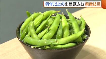 夏の味覚“枝豆”の出荷始まる！天候に恵まれ例年以上の出荷量に「お酒のお供に山盛り食べて」新潟・長岡市
