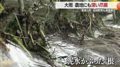 「ことしの収穫はもう終わり…」豪雨災害で伝承野菜の被害甚大　大雨で農地にも深い爪痕【山形発】