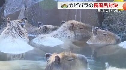 熱くもゆる～いカピバラの長風呂対決　静岡代表・トリュフは3年連続出場も悲願達成ならず　毎年恒例の人気企画