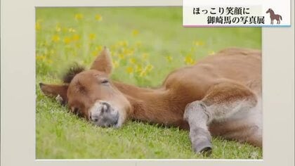 「馬も笑うんだな」串間市で御崎馬の写真展　13年間通い続けた県外男性が捉えた癒しの表情50点