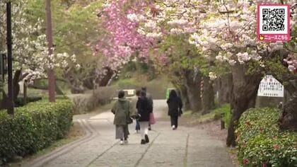 【ゴールデンウィーク各地でイベント】“松前さくらまつり”約250種類・1万本のサクラ楽しめる「東京だとみられないサクラもあってすごい」“三笠鉄道村まつり”SL体験「汽笛」に感動〈北海道〉