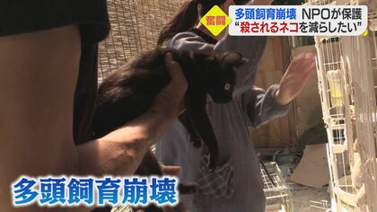 「ネコの目が死んで、ガリガリ」1軒に100匹超…多頭飼育崩壊の現場　NPOの保護活動に密着【愛媛発】