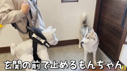 ハーネスが苦手なハスキー犬…「ぬいぐるみに装着して外出」飼い主の作戦にハマっちゃう姿がかわいい！その後を聞いた