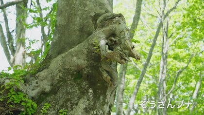 幹回り3メートルの巨木が点在 つくばねの森で出会うブナの原生林 富山