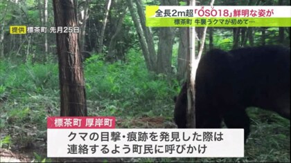 忍者グマ」 OSO18 ついに