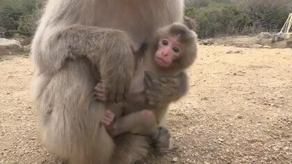 目がくりくりでかわいい 小豆島のお猿の国 ベビーラッシュ始まる 香川 小豆島